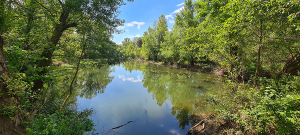 Etang envahi par le Myriophylle du Brésil © Marion Fouchard